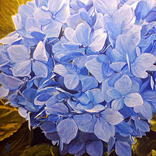 Blue Hydrangea painting by Sharon Bignell