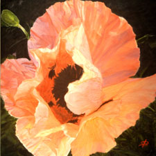 Painting of Peach Poppy by Sharon Bignell