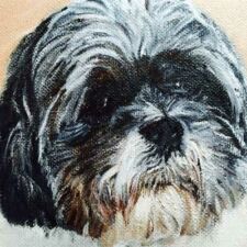 5" x 8" Oil on canvas SOLD "Tucker" Commissioned dog portrait by Sharon Bignell