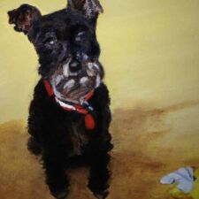 8" x 10" Oil on canvas SOLD "Morgan" Commissioned dog portrait by Sharon Bignell